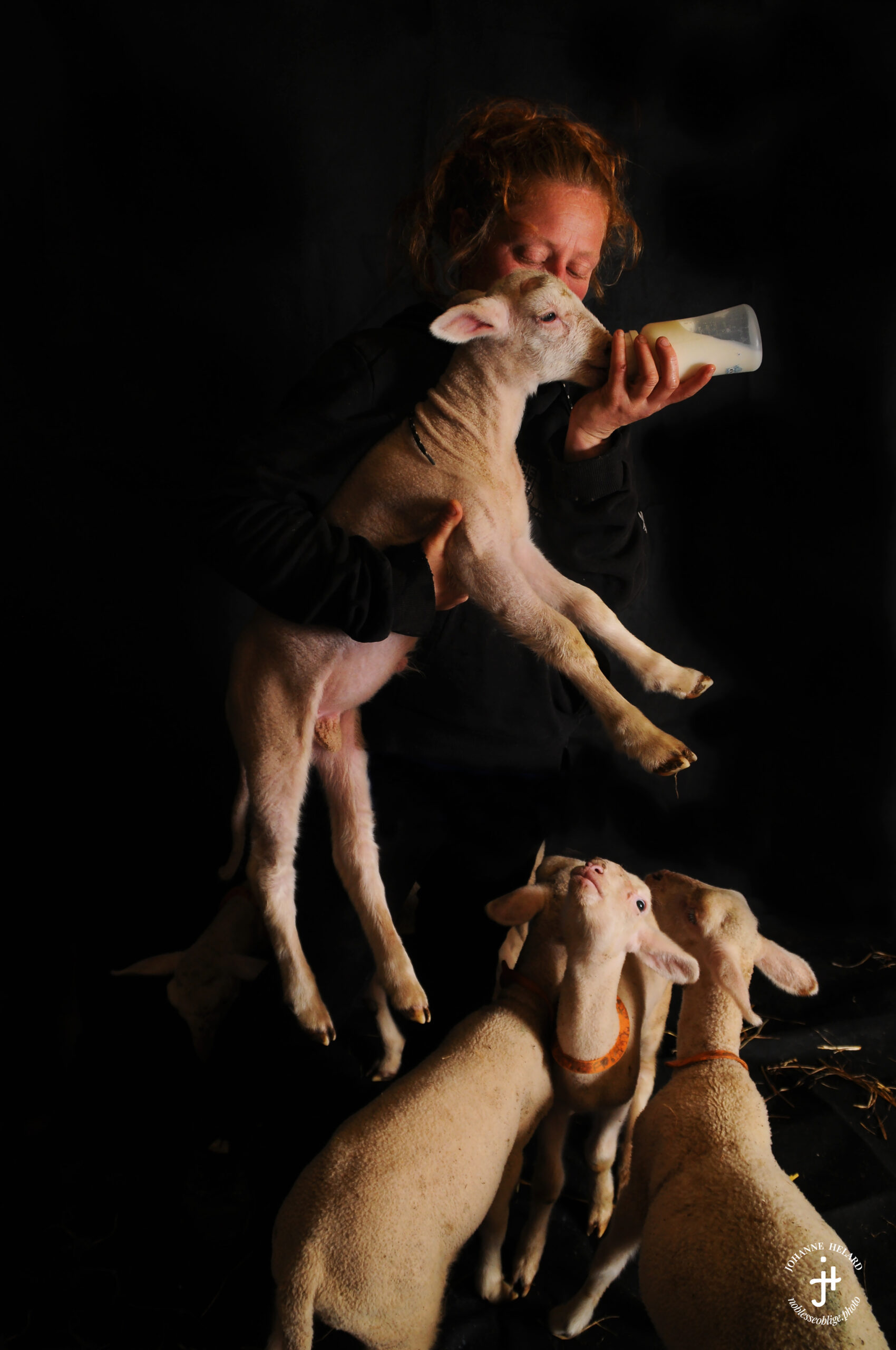Noblesse Oblige. Une photographie d'art au service d'animaux élevés en liberté